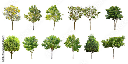 Collection Trees and bonsai green leaves.  total 12 trees.  The Ratchaphruek tree is blooming bright yellow.  png   