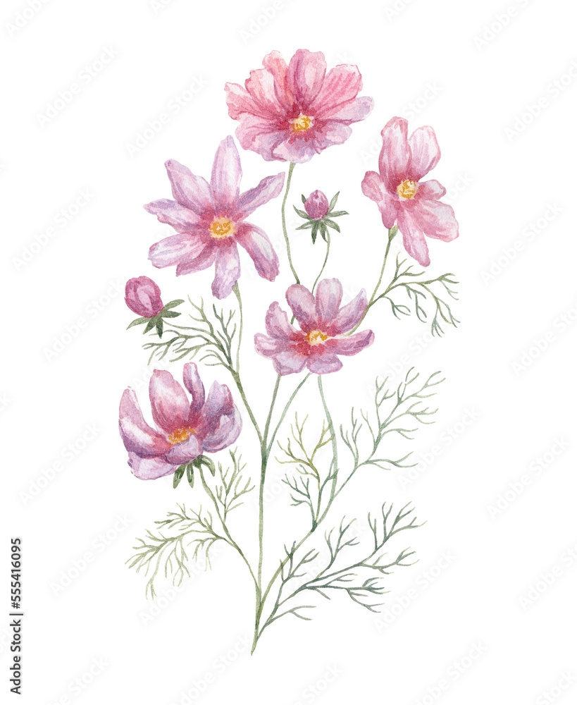 Watercolor Cosmos Flowers on the white Background. Birth Month Flower.