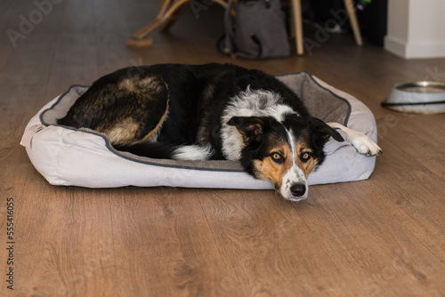 bordie collie X cattle dog photo