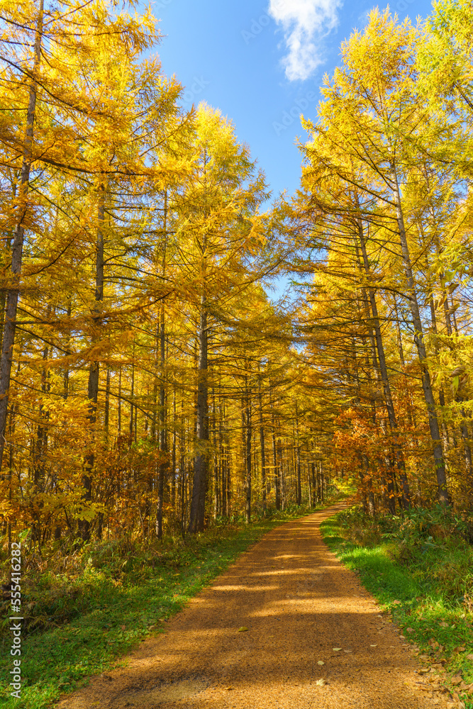 Obraz premium 晩秋の美瑛 唐松の林道 北海道観光