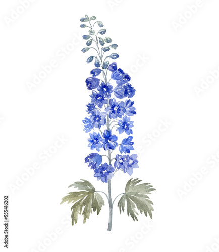 Watercolor Larkspur on the white Background. Birth Month Flower. photo