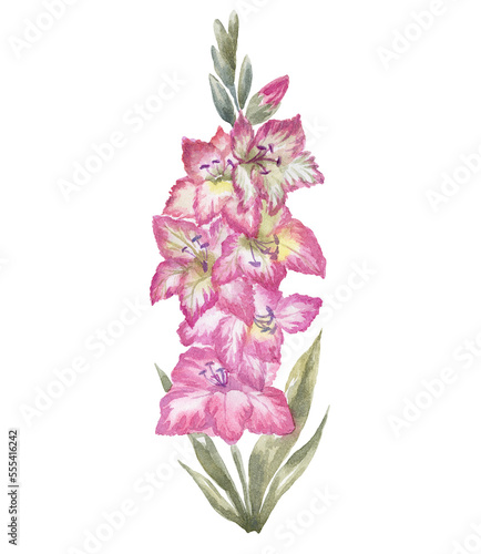 Watercolor Gladiolus on the white Background. Birth Month Flower.