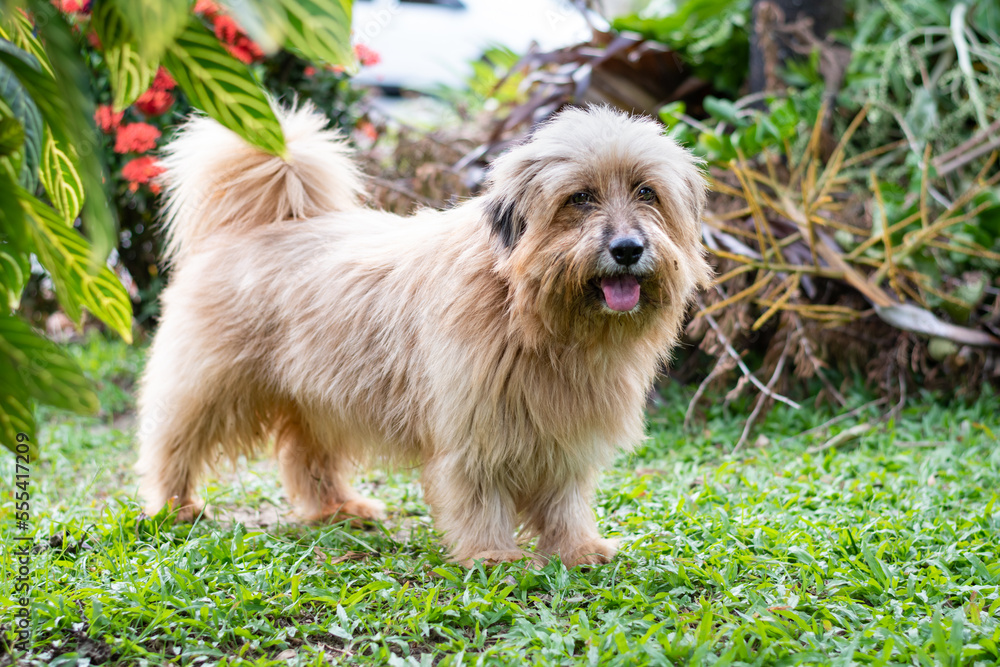 Cute fluffy brown dog panting outside on grass next to plants. Cute fluffy brown dog panting outside on grass next to plants.