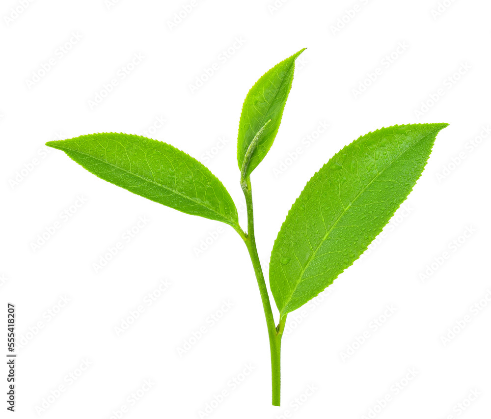 Obraz premium leaves green tea with drops of water isolated on white background
