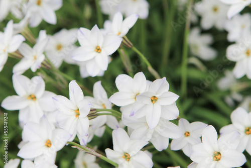 a White spring flowers Ipheion uniflorum on lawn photo