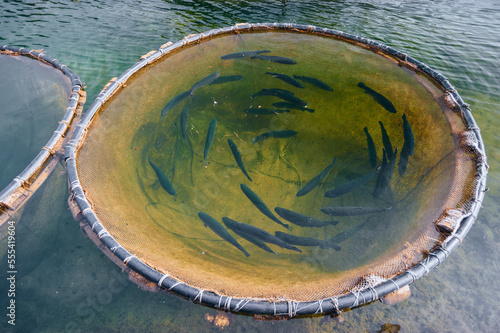 Salmon or trout swimming in round cage in the fresh water of lake or river, red fish farming in natural environment, commercial fish aquaculture   