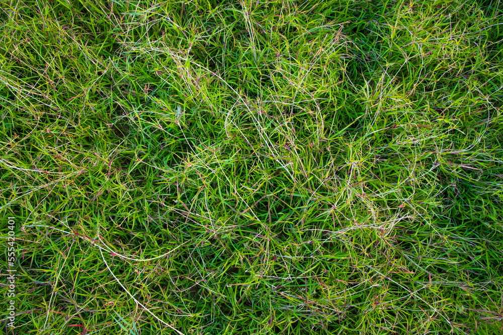 Evergreen grass pattern texture can be used as a background wallpaper Evergreen grass pattern texture can be used as a background wallpaper