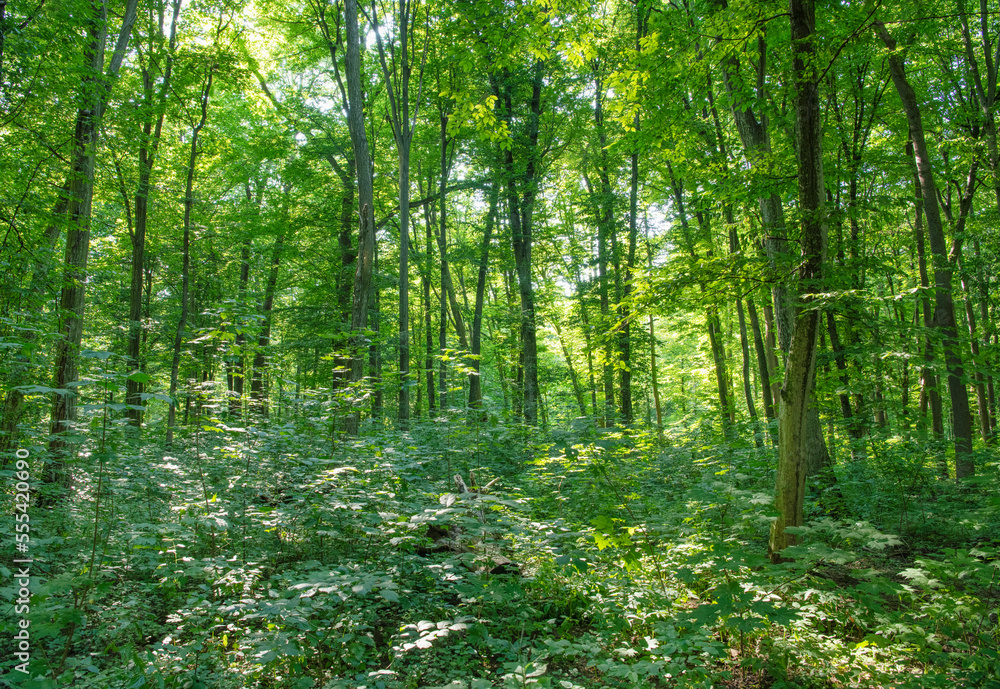 Sunlight in the green forest, spring time Sunlight in the green forest, spring time