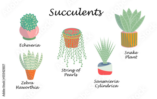 Set of succulent plants in colorful pots. Echeveria, Zebra Haworthia, String of Pearls, Sansevieria Cylindrica, Snake plant. Flat vector illustration.
