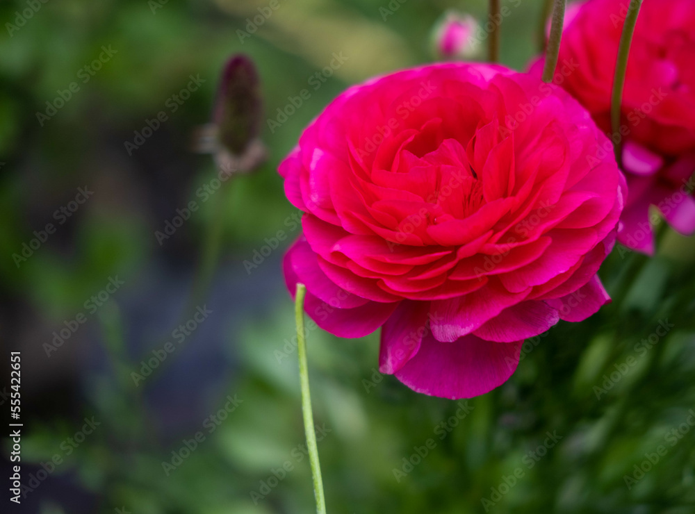Beautiful pink buttercup ranunculus on a blurry green background, in the garden. Space for text. Floral background.