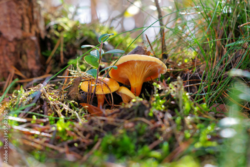 Falscher Pfifferling Pilz im Herbswald - False Chanterelle mushroom in forest photo