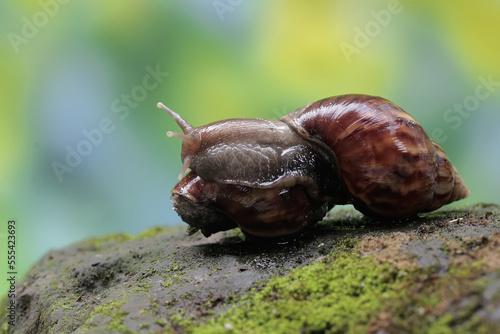 Two escargots are foraging on the moss-covered ground. This mollusk has the scientific name Achatina fulica.