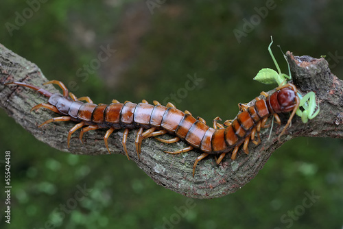A centipede is eating a praying mantis on a rock overgrown with moss Fototapet