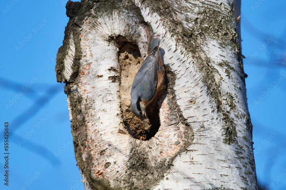 Obraz premium Kleiber an der Nisthöhle 