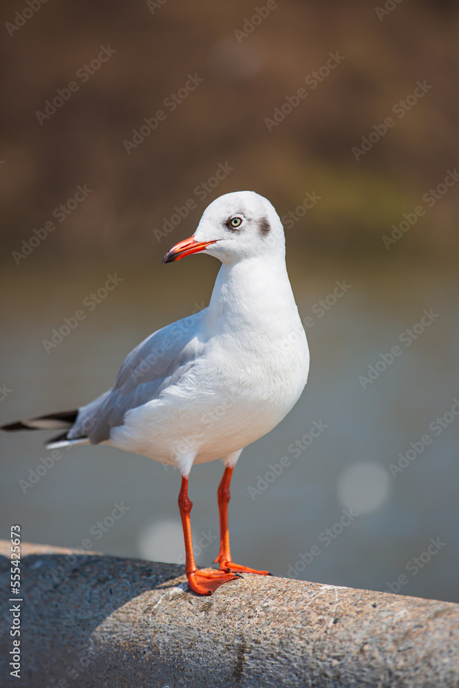 Sea gull standing on his feet on the beach at sunset. Close up view of white birds seagulls walking by the beach against natural Sea gull standing on his feet on the beach at sunset. Close up view of white birds seagulls walking by the beach against natural