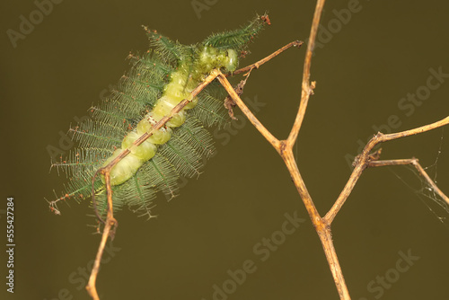 A caterpillar of the common baron was crawling on a dry tree branch. The insect that makes the skin itchy when touched has the scientific name Euthalia aconthea.