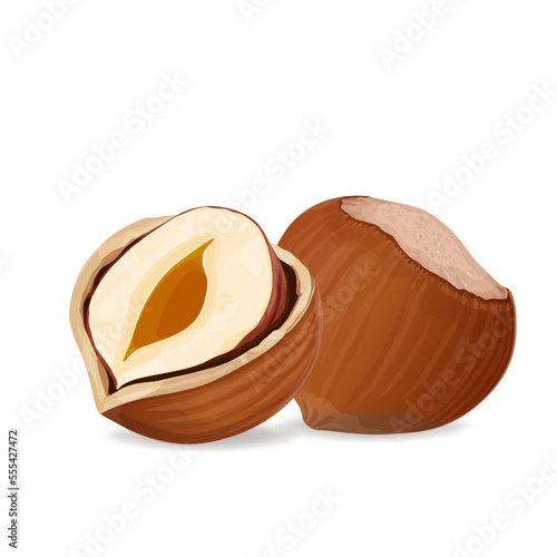 Vector illustration of a hazelnut peeled whole, chopped into halves. . Vector icon on the white background.