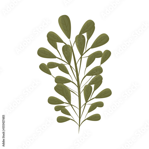 leaves nature icon