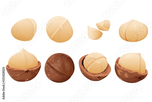 Valokuva Peeled macadamia nuts