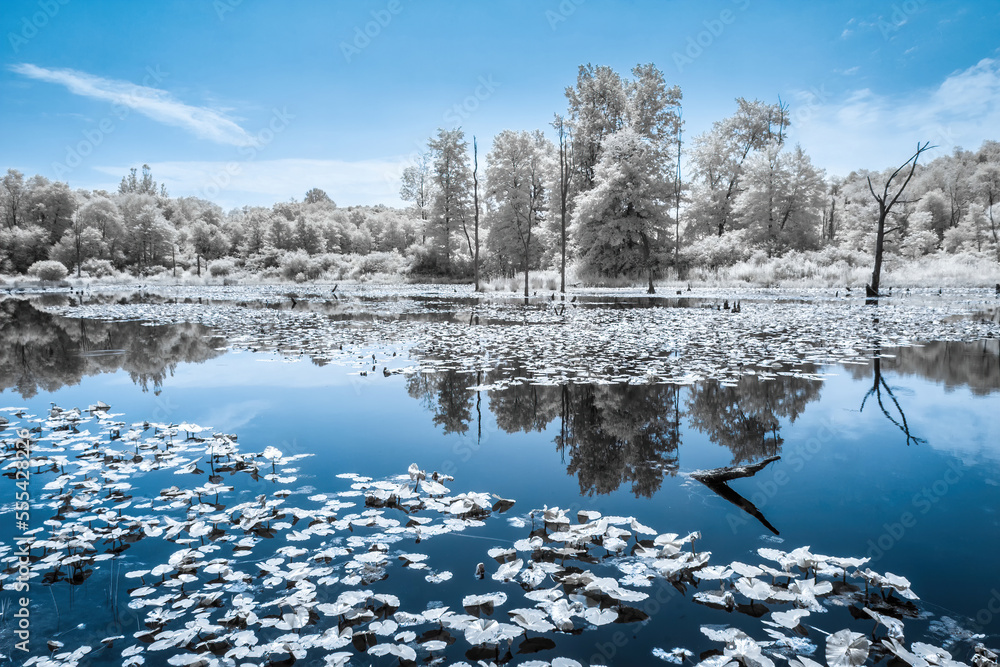 Fairfax Pond in Infrared