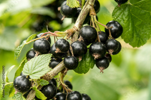 Ribes nigrum - black berry