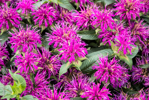 Monarda didyma Balmy Lilac