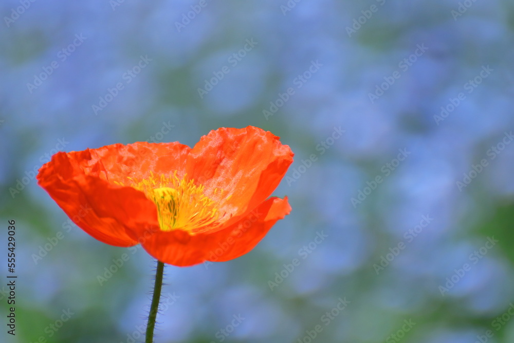 優しい春の花