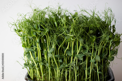 Microgreens. Peas. Close up.