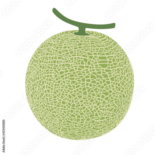 Cantaloupe melon, fruit vector illustration 10