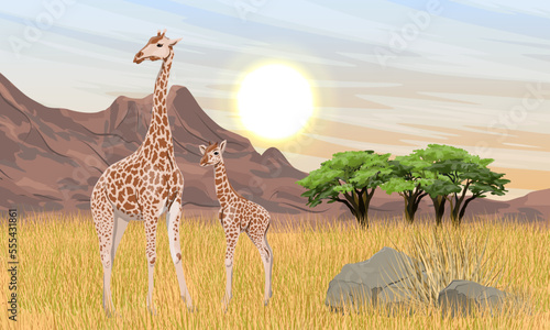 Fototapeta Naklejka Na Ścianę i Meble -  Mother and baby African giraffe stand in the dry grass in the savannah against the background of the mountains. Wild animals of Africa. Realistic vector landscape