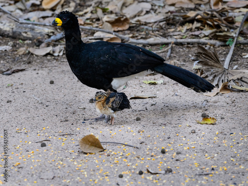 Male Bare-faced Curassow foraging with chick in Pantanal, Brazil photo