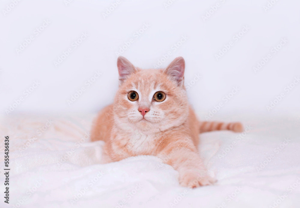 Cute red kitten is sleeping on furry white blanket. Adorable little pet close-up. Concept of favorite pets
