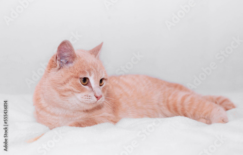 ute red kitten lies on furry white blanket and looks up. Adorable little pet close-up. Concept of favorite pets