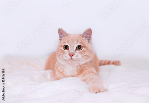 Cute red kitten is sleeping on furry white blanket. Adorable little pet close-up. Concept of favorite pets