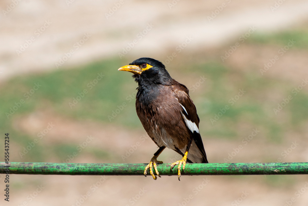 Fototapeta premium young starling