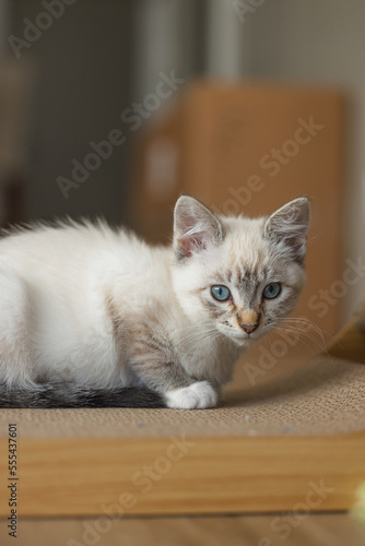 The cutest blue-eyed white kitten laying on her scratch pad with her fluffy coat and playful personality.