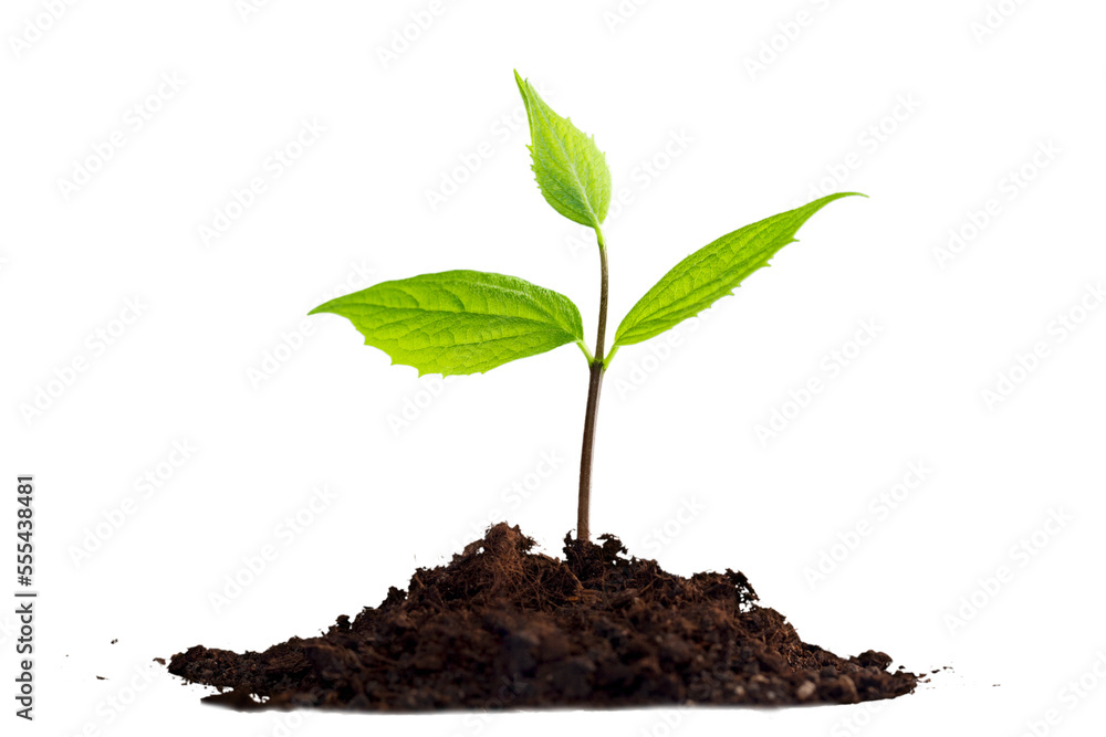 Green plant sprout in the ground soil - obrazy, fototapety, plakaty 