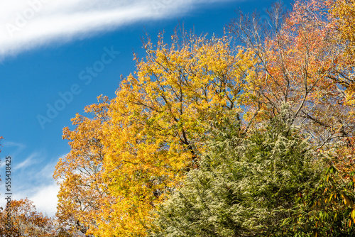 Fall along the Blue Ridge Parkway near Boone, NC Fall 2022 photo
