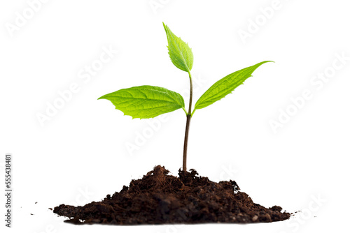 Green plant sprout in the ground soil photo