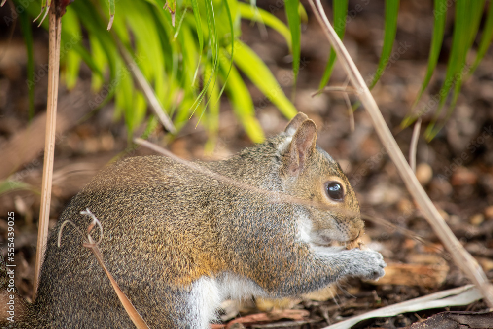 A squirrel scavenges for food A squirrel scavenges for food