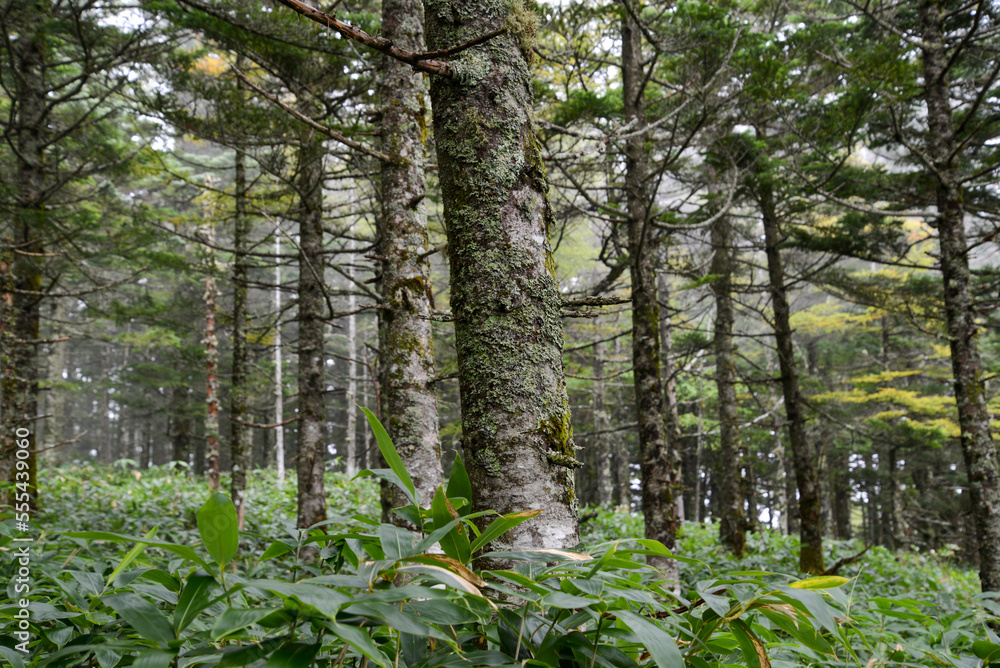 Obraz premium 蓼科山の景色 霧に霞む針葉樹林