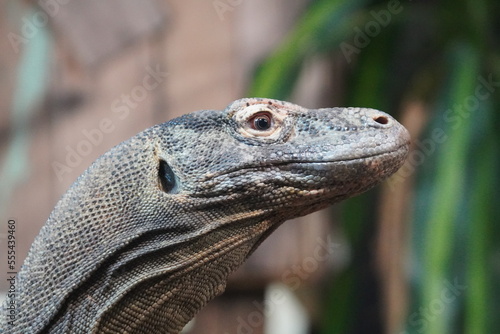 Komodo dragon