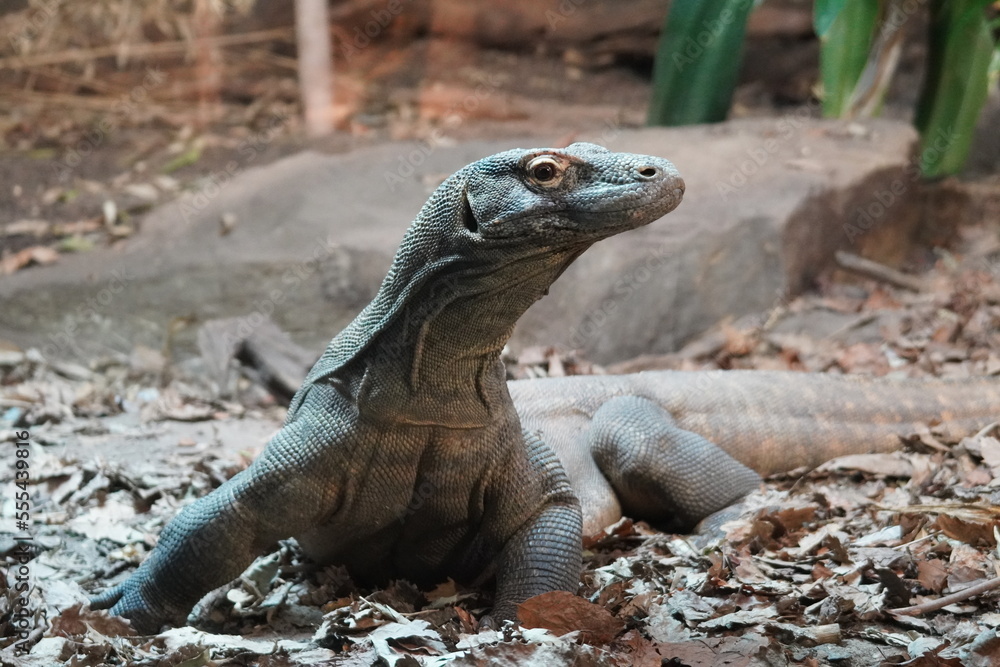 Komodo dragon Komodo dragon