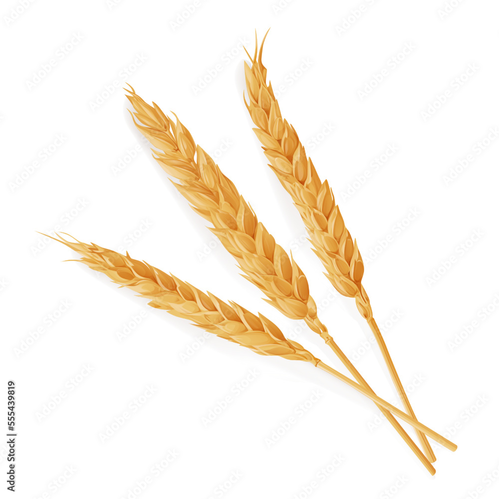 Ears of wheat. Vector illustration. Ears of wheat. Vector illustration.
