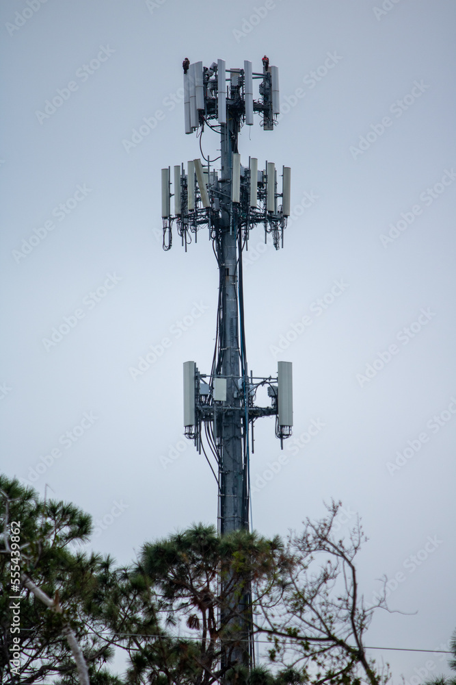 A cell phone tower standing among trees in Fort Myers, Florida. 