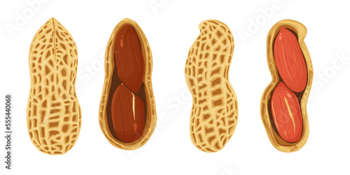 variety of peanuts Raw shelled peanuts of different shapes stand vertically isolated on white background. vector illustration of a set of peanuts