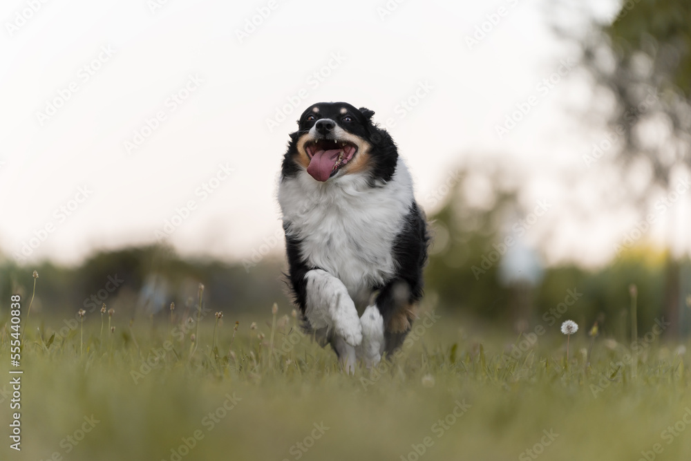 dog running on the grass dog running on the grass