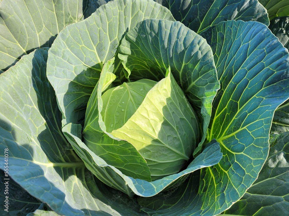 Obraz premium Cabbage vegetable food Nature Plants