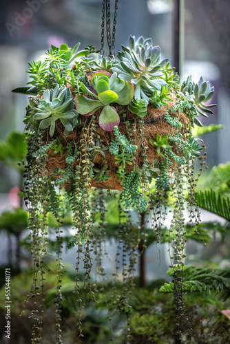 A close-up of a hanging basket with a variety of succulents. photo