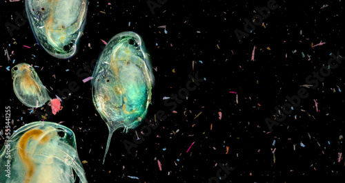 plankton in water contaminated with micro plastic - global change - pollution